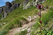 18 Genziana porporina (Gentiana Lutea)